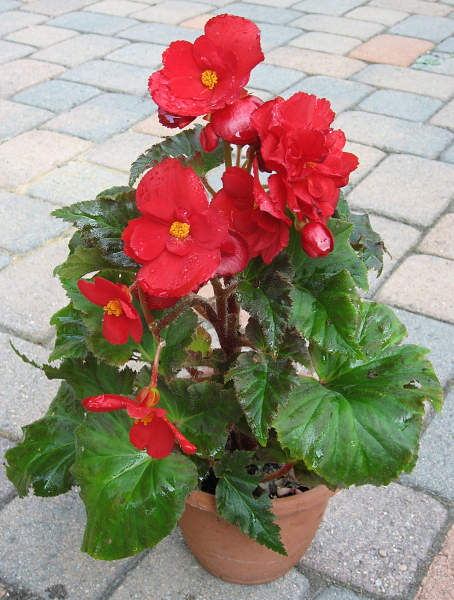 B. ‘Nonstop Scarlet’